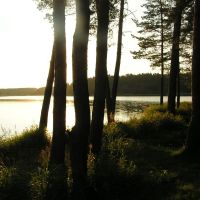 Киржачское озеро, лес, Киржач