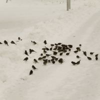 Sparrows on snow, Volgograd, Russia 2009, Волгоград
