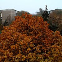 Осенний вид из окна 2. Autumn view from the window 2., Волжский