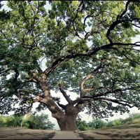 Магический дуб.  Magic oak, Дубовка