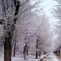 Зимняя аллея, Сталинград