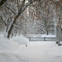 Белая зима и голубь., Череповец