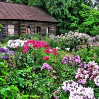 Flower garden near an abandoned home, Череповец