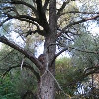 Зловещее дерево, Петропавловка