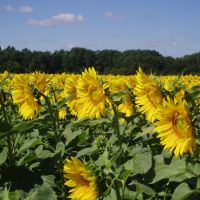 Sunflowers - the flowers of Summer, the seeds of Sun(07.08.2008), Хохольский