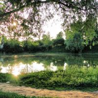 Смирновский пруд и дерево, Арзамас