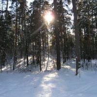 Зимнее солнце пробивается через деревья, Большое Пикино