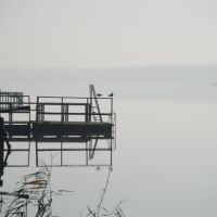 The seagull on lake/Чайки на озере, Большое Пикино