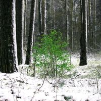 "Остаток лета" в первый снег!, Большое Пикино