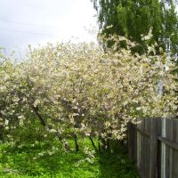 Blooming cherry trees, Васильсурск