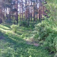 лес (16.05.2014), Горбатовка