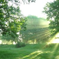 Sun rays & oaks, Керженец