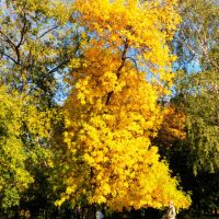 Golden Autumn, Нижний Новгород