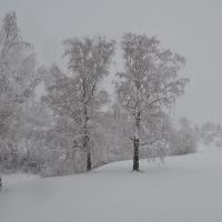 После снегопада (фото 2), Сеченово