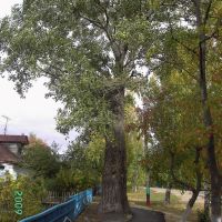 большое дерево, Спасское