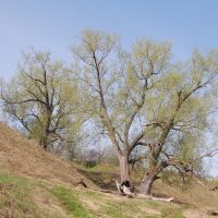 деревья, Чкаловск