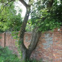 Дерево приросшее к стене, Заволжск
