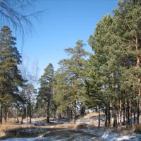 Сосны + первый снег. / Pine-trees + First Snow., Ангарск
