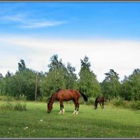Horses.  Лошадки в пойме Китоя., Ангарск