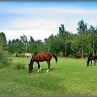 Horses  Лошадки в пойме Китоя, Ангарск