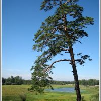 Pine tree  Сосна, Ангарск