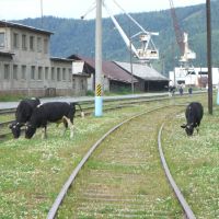 Cows on railroad tracks in Port Baikal, Байкал