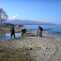 Baikal + Cow + Chamar-Daban / Байкал  + корова + Хамар-Дабан, Байкальск