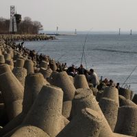 Весенний лов салаки в Балтийске на морском канале., Балтийск