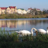 Swans in the city. Ring Str. Zelenogradsk (Weg zur Kurische Nehrung, Kranz) Oct. 2011., Зеленоградск