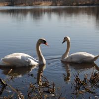 Swans on the lake, Мамоново