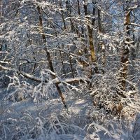 Winter patterns - Зимние узоры, Светлогорск