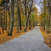 Поперечная аллея в городском парке в Советске., Советск