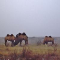 Camels in the cold, Юста