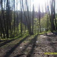 лес, Балабаново