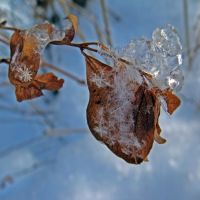 Зимний этюд, Обнинск Зимний этюд, Обнинск
