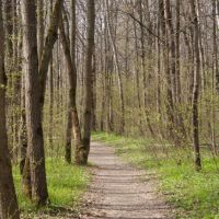 Весенний лес (2007), Обнинск Весенний лес (2007), Обнинск