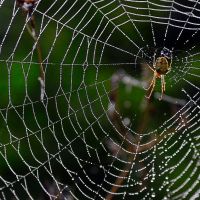 Охотник. Ласковые сети, Обнинск Охотник. Ласковые сети, Обнинск