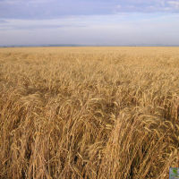 Калужская обл., пшеница, Перемышль