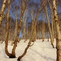 Березовый лес на сопке Зеркальной, Петропавловск-Камчатский