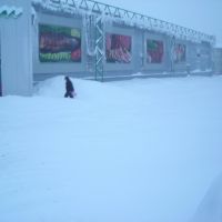Кора в снегу, Березовский