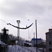 [Gur-nov-1] голуби сидят над тёплой водой у завода, Гурьевск