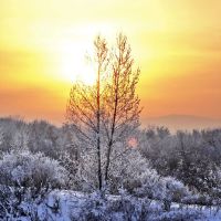 Winter sunshine, Осинники