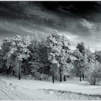 Лес зимой, Омутнинск