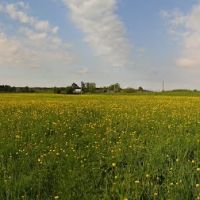 A field of dandelions, Ustie-Village, Подосиновец