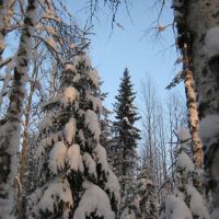 Зимний лес КОМИ, Вожаель