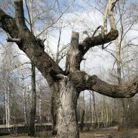 Кривое деревце в парке им. Дубинина, Печора