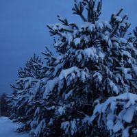Снежные шапки. Pines with the blanket of snow, Солигалич