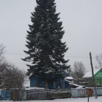 Посадил дед елку..., Апшеронск