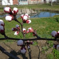 Весна, Ахтырский