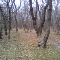 Лес / The forest in Kabardinka, Кабардинка